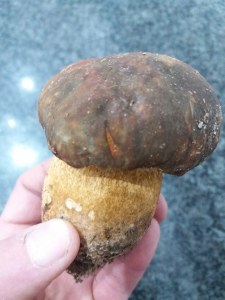 Pappardelle con porcini, baccal&agrave; e pomodorino giallo 1