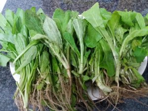 Cannelloni ripieni di ricotta e minestra maritata con besciamella alla zucca