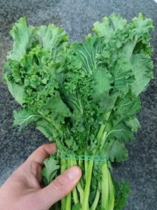 Orecchiette con torzelle filetti di acciuga piccanti pecorino e finocchietto