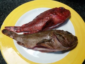 Bombardoni con scorfano e cozze