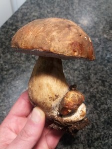 Ravioli ripieni di ricotta e mortadella con zucca e porcini