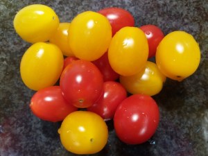 sedani rigati con pesto di friarielli gorgonzola e pomodori confit gialli e rossi