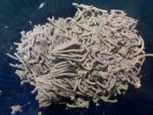 Gnocchi di patate viola con lardo di Pata Negra e carciofi su vellutata di patata americana