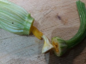 Fiori di zucca in pastella allo zafferano ripieni di ricotta di bufala provola e pesto di pistacchi