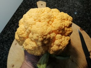 Paccheri ripieni di baccala e patate con crema di cavolfiore giallo