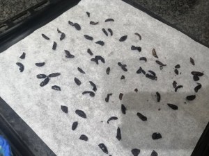 Stoccafisso glassato allo zafferano su vellutata di patate e piselli con terra di olive nere