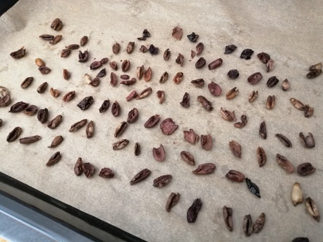 Risotto agli asparagi con vongole e terra di olive taggiasche