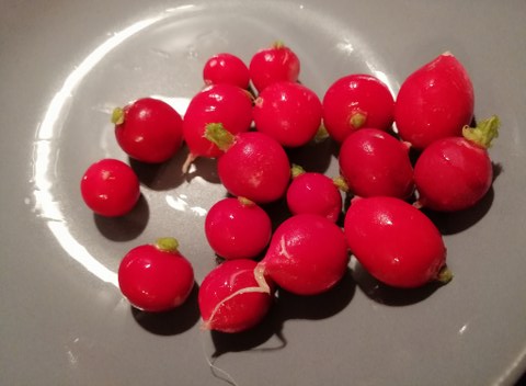 Filetto di salmone in crosta di arachidi e pepe rosa con crema e chips di ravanelli