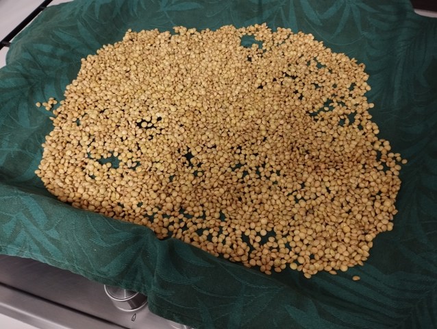 Felafel di lenticchie e guacamole di zucca